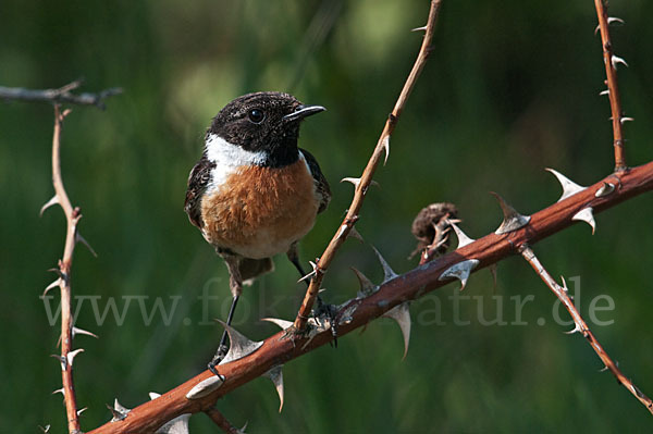 Schwarzkehlchen (Saxicola torquata)