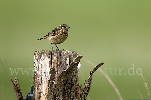 Schwarzkehlchen (Saxicola torquata)