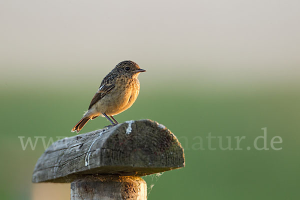 Schwarzkehlchen (Saxicola torquata)