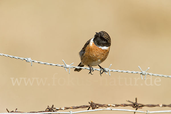 Schwarzkehlchen (Saxicola torquata)