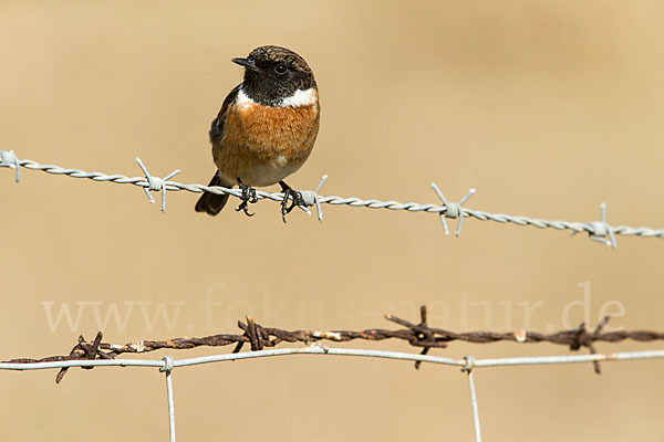 Schwarzkehlchen (Saxicola torquata)