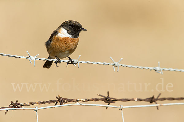 Schwarzkehlchen (Saxicola torquata)