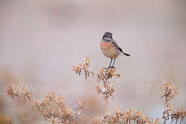 Schwarzkehlchen (Saxicola torquata)