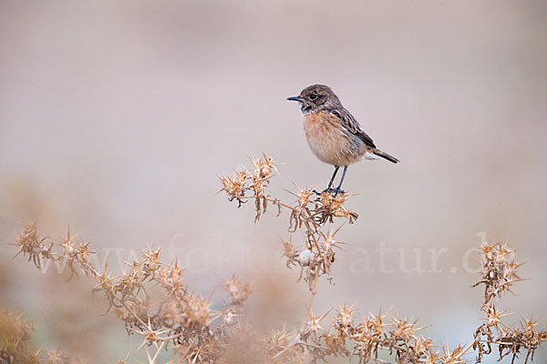 Schwarzkehlchen (Saxicola torquata)