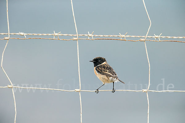 Schwarzkehlchen (Saxicola torquata)