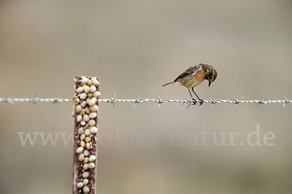 Schwarzkehlchen (Saxicola torquata)