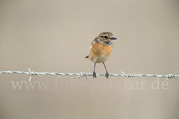 Schwarzkehlchen (Saxicola torquata)