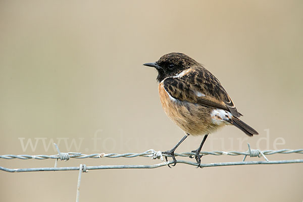 Schwarzkehlchen (Saxicola torquata)