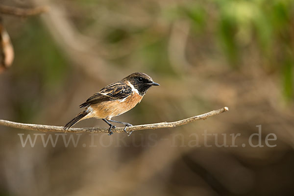 Schwarzkehlchen (Saxicola torquata)