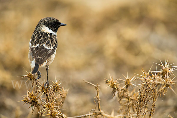 Schwarzkehlchen (Saxicola torquata)