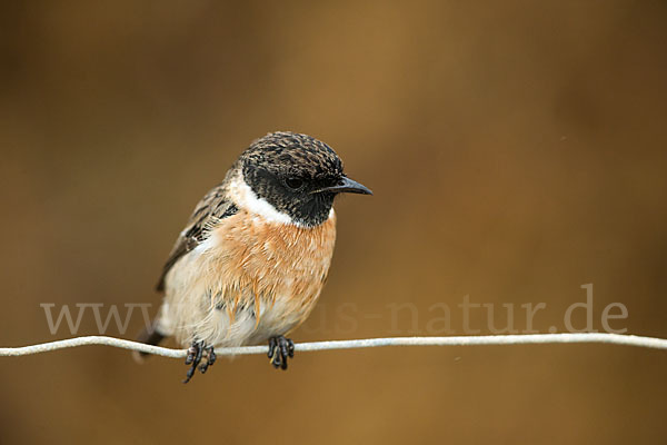 Schwarzkehlchen (Saxicola torquata)