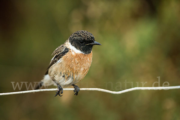 Schwarzkehlchen (Saxicola torquata)