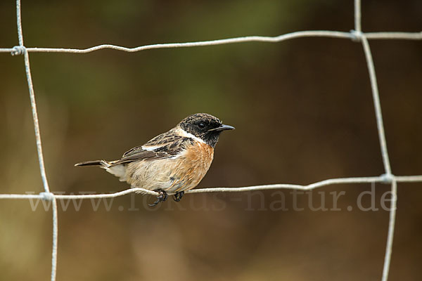 Schwarzkehlchen (Saxicola torquata)