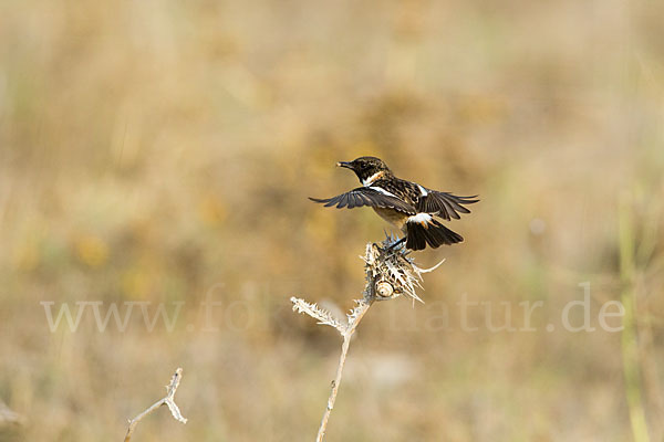 Schwarzkehlchen (Saxicola torquata)