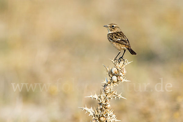 Schwarzkehlchen (Saxicola torquata)