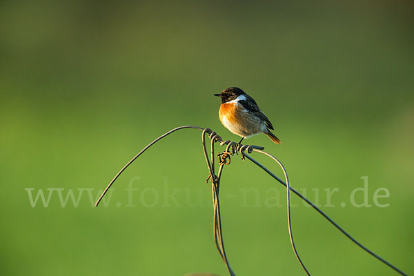 Schwarzkehlchen (Saxicola torquata)