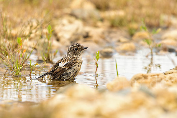 Schwarzkehlchen (Saxicola torquata)