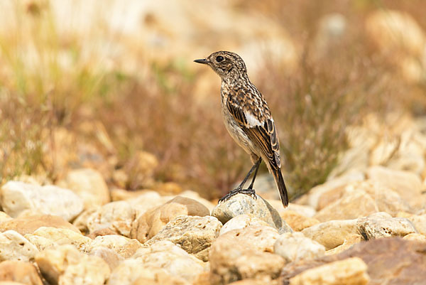 Schwarzkehlchen (Saxicola torquata)