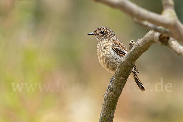 Schwarzkehlchen (Saxicola torquata)