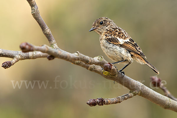 Schwarzkehlchen (Saxicola torquata)