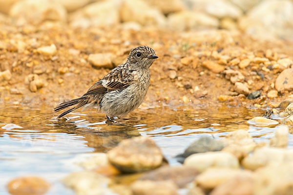 Schwarzkehlchen (Saxicola torquata)