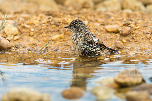 Schwarzkehlchen (Saxicola torquata)