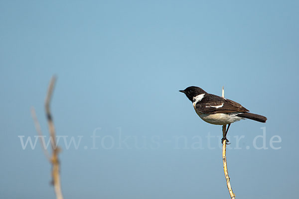 Schwarzkehlchen (Saxicola torquata)