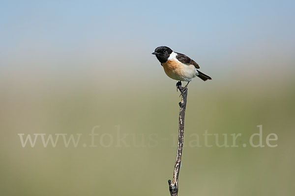 Schwarzkehlchen (Saxicola torquata)