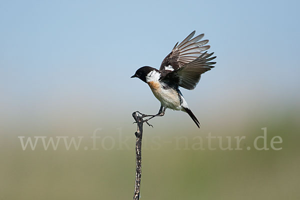 Schwarzkehlchen (Saxicola torquata)