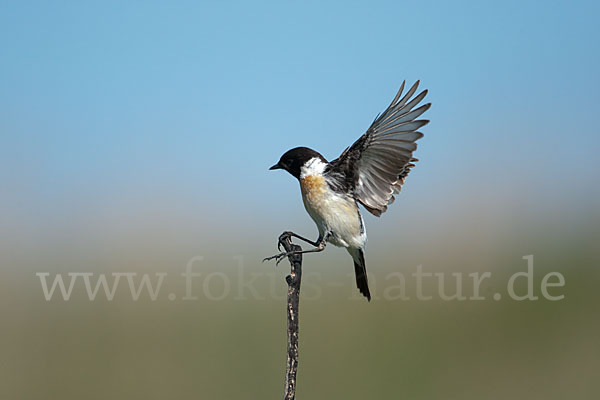 Schwarzkehlchen (Saxicola torquata)