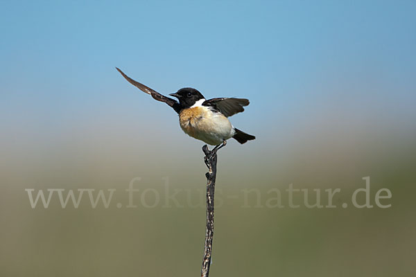 Schwarzkehlchen (Saxicola torquata)