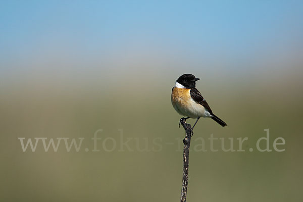 Schwarzkehlchen (Saxicola torquata)