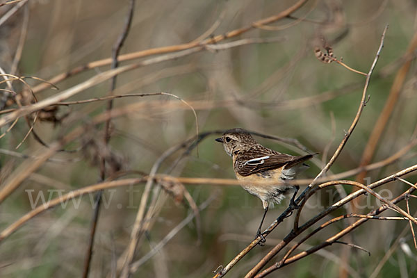 Schwarzkehlchen (Saxicola torquata)