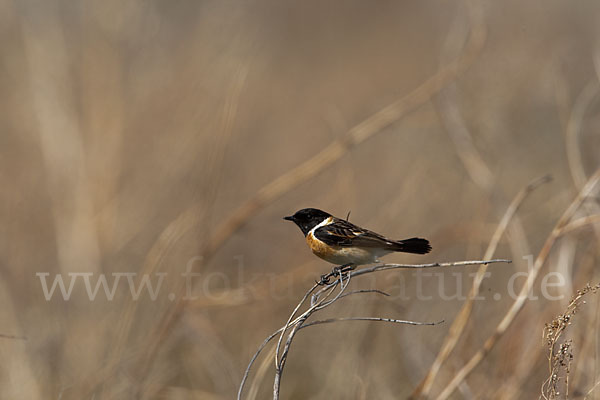 Schwarzkehlchen (Saxicola torquata)