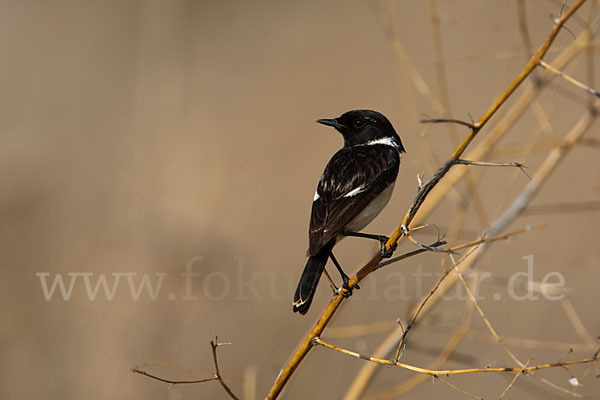 Schwarzkehlchen (Saxicola torquata)