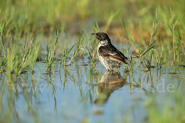 Schwarzkehlchen (Saxicola torquata)