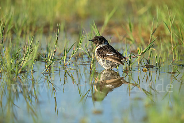 Schwarzkehlchen (Saxicola torquata)