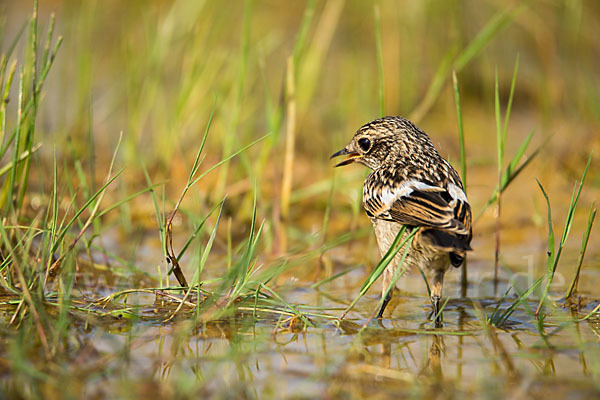 Schwarzkehlchen (Saxicola torquata)