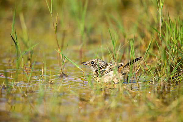 Schwarzkehlchen (Saxicola torquata)