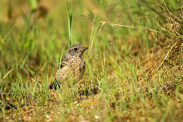 Schwarzkehlchen (Saxicola torquata)