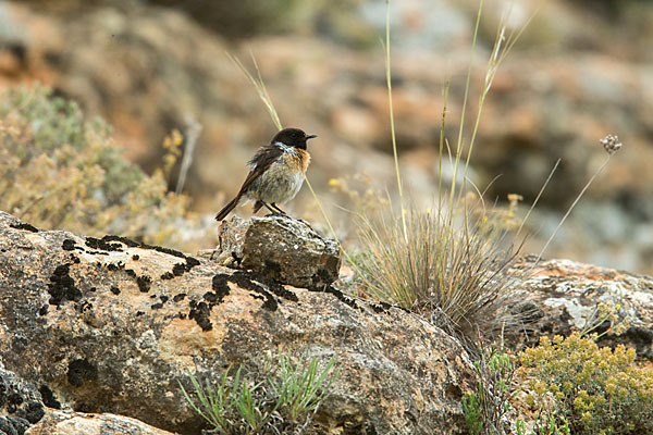 Schwarzkehlchen (Saxicola torquata)