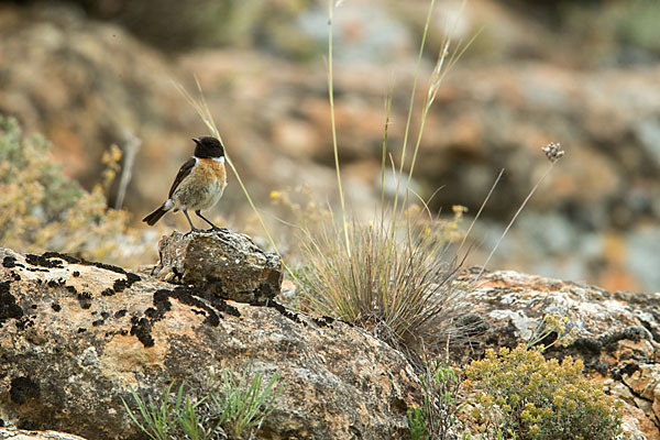 Schwarzkehlchen (Saxicola torquata)