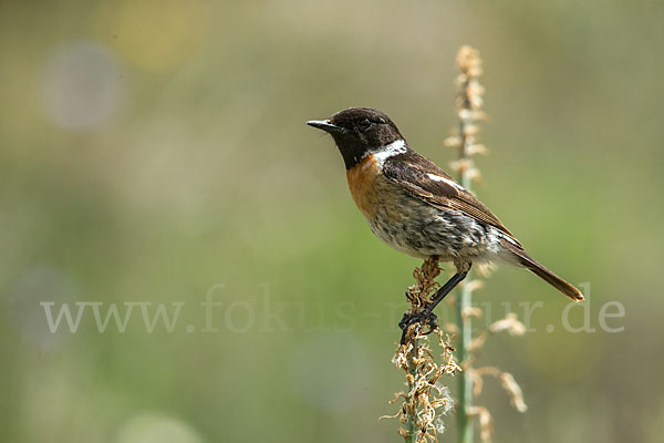 Schwarzkehlchen (Saxicola torquata)