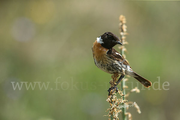 Schwarzkehlchen (Saxicola torquata)