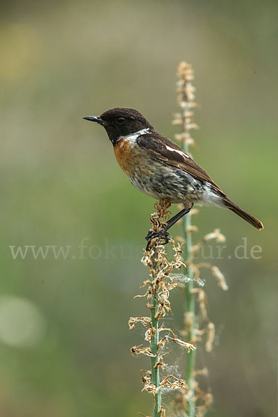 Schwarzkehlchen (Saxicola torquata)