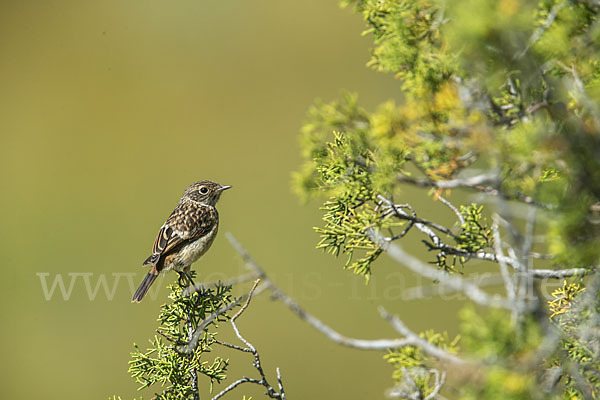 Schwarzkehlchen (Saxicola torquata)