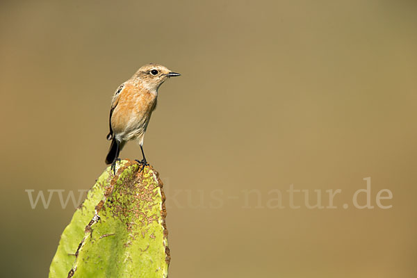 Schwarzkehlchen (Saxicola torquata)