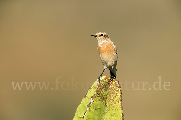 Schwarzkehlchen (Saxicola torquata)