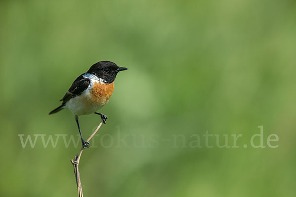 Schwarzkehlchen (Saxicola torquata)