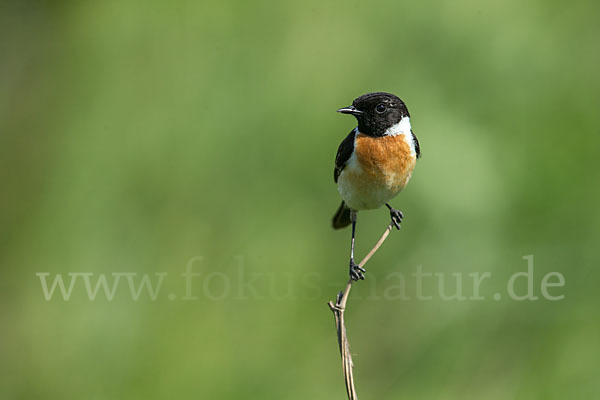 Schwarzkehlchen (Saxicola torquata)